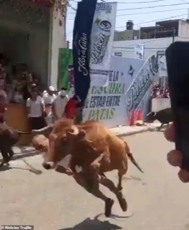 Peru Festival Bull Attack: Man's Life Hangs in Balance