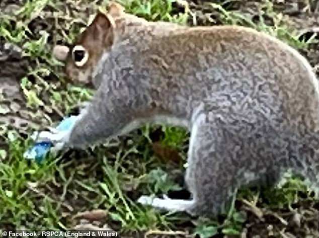 Squirrels Mistake E-Cigarettes for Food as Social Media Footage Sparks Concern