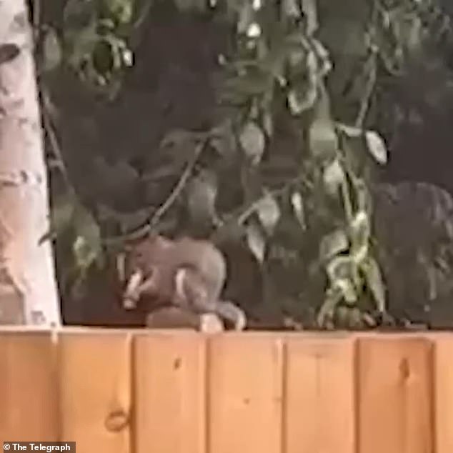 Squirrels Mistake E-Cigarettes for Food as Social Media Footage Sparks Concern