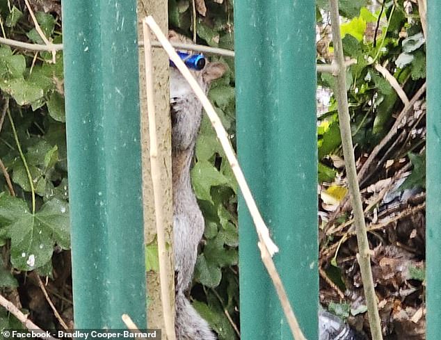 Squirrels Mistake E-Cigarettes for Food as Social Media Footage Sparks Concern