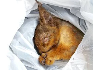 Squirrels Mistake E-Cigarettes for Food as Social Media Footage Sparks Concern