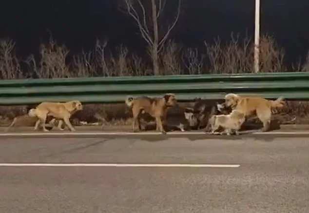 Seven Dogs' Heartwarming 10-Mile Journey Home After Escaping Meat Factory Mirrors *Homeward Bound*