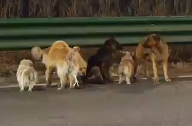 Seven Dogs' Heartwarming 10-Mile Journey Home After Escaping Meat Factory Mirrors *Homeward Bound*