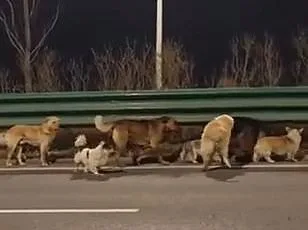 Seven Dogs' Heartwarming 10-Mile Journey Home After Escaping Meat Factory Mirrors *Homeward Bound*