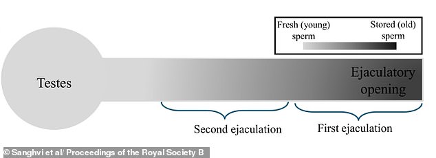 Study Challenges Assumptions: Regular Sexual Activity Boosts Sperm Quality