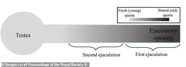 Study Challenges Assumptions: Regular Sexual Activity Boosts Sperm Quality