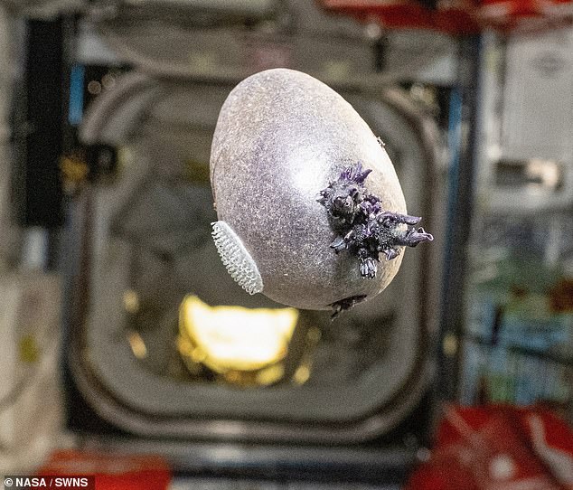 Mysterious Tentacle-Like Object on ISS Unveiled as 'Spud' in Surprising Twist