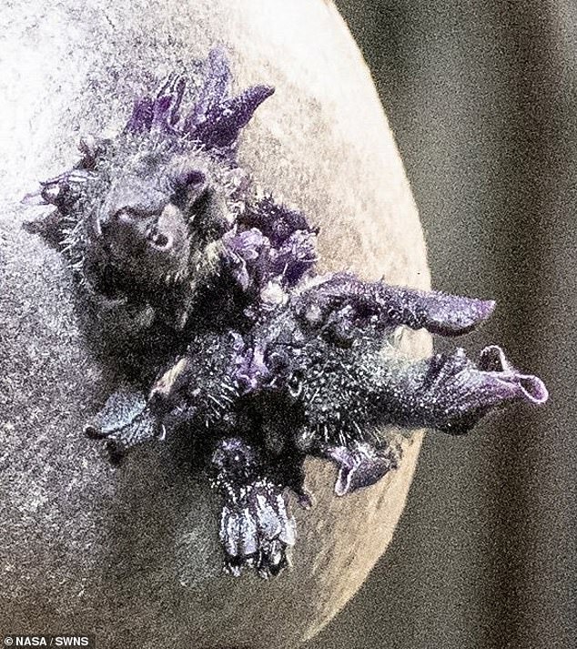 Mysterious Tentacle-Like Object on ISS Unveiled as 'Spud' in Surprising Twist