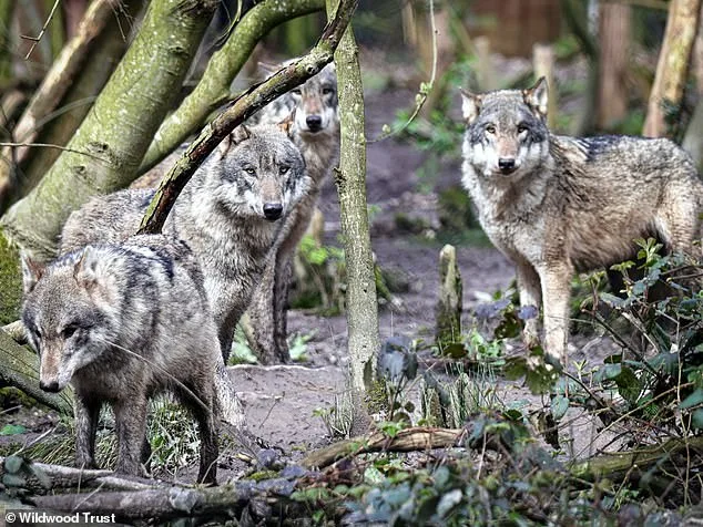 Controversial Euthanasia of Wolf Pack at Canterbury Park Sparks Outcry Over 'Last Resort' Decision