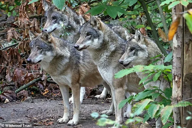 Controversial Euthanasia of Wolf Pack at Canterbury Park Sparks Outcry Over 'Last Resort' Decision