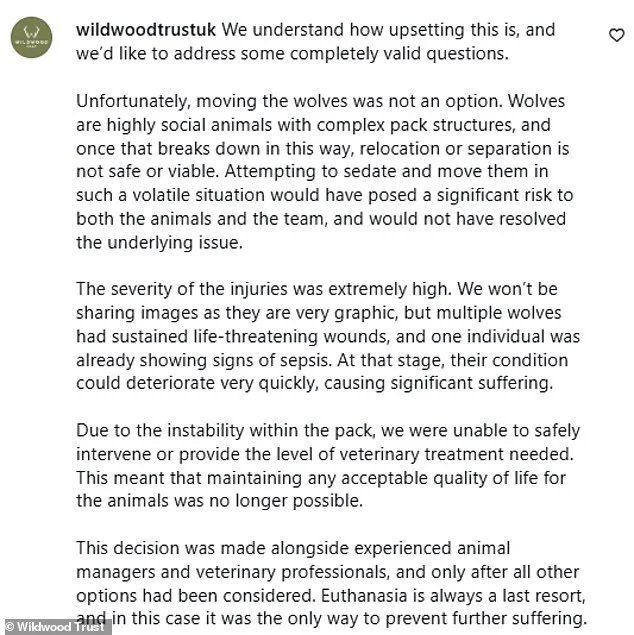 Controversial Euthanasia of Wolf Pack at Canterbury Park Sparks Outcry Over 'Last Resort' Decision