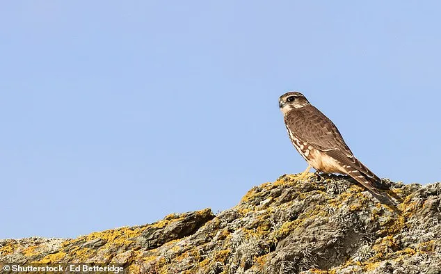 Britain's Wildlife on the Brink: Vanishing in Two Decades, A Call to Action