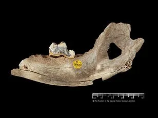 Study Reveals 17 Key Behavioral Clues Dogs Use to Signal Pain, Helping Owners Detect Suffering Early