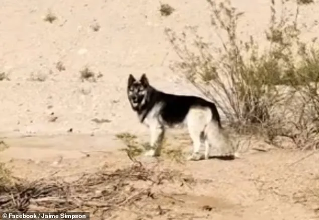 Abandoned Husky Survives Arizona Desert After Owners' ICE Deportation