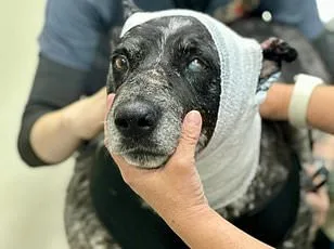 Abandoned Husky Survives Arizona Desert After Owners' ICE Deportation