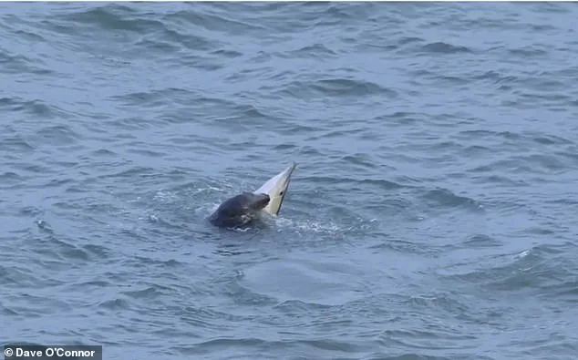 Grey Seals Turn Predators: Alarming Surge in Dolphin and Porpoise Attacks Across British Waters