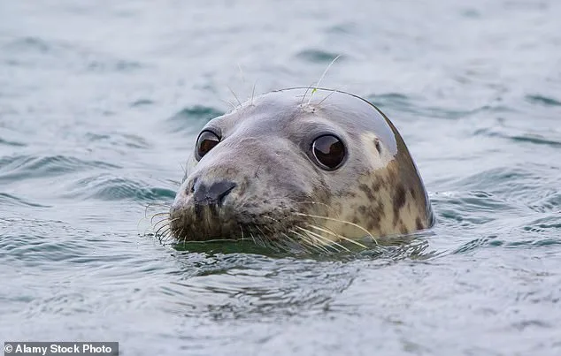 Grey Seals Turn Predators: Alarming Surge in Dolphin and Porpoise Attacks Across British Waters