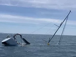 Grey Seals Turn Predators: Alarming Surge in Dolphin and Porpoise Attacks Across British Waters