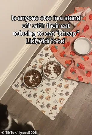 Cats' Reluctance to Eat Linked to Olfactory Habituation, Study Finds