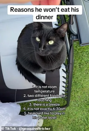 Cats' Reluctance to Eat Linked to Olfactory Habituation, Study Finds