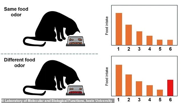 Cats' Reluctance to Eat Linked to Olfactory Habituation, Study Finds