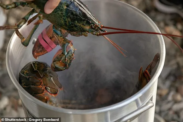 Boiling Lobsters Alive May Soon Be Illegal Amid New Pain Research