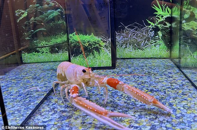 Boiling Lobsters Alive May Soon Be Illegal Amid New Pain Research