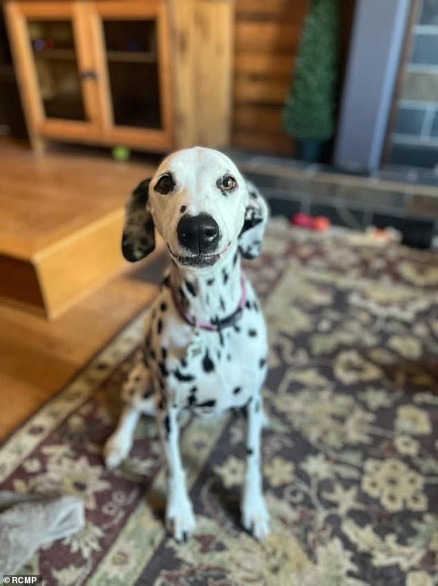 82-year-old woman found dead in Saskatchewan, dog rescued safely