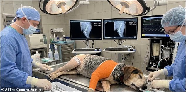 Fraudsters Used AI to Scam Florida Family Out of $2,800 Over Fake Dog Surgery