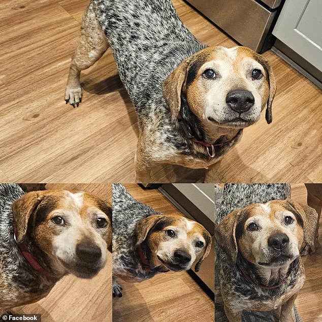 Fraudsters Used AI to Scam Florida Family Out of $2,800 Over Fake Dog Surgery