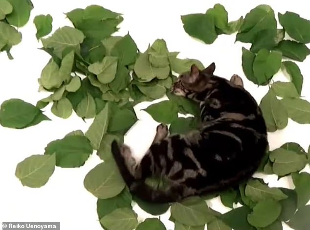 Japanese study reveals silver vine triggers stronger euphoria than catnip in cats.