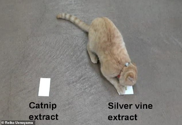 Japanese study reveals silver vine triggers stronger euphoria than catnip in cats.