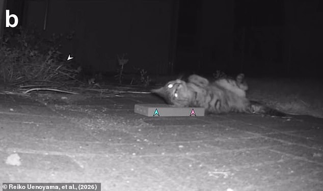 Japanese study reveals silver vine triggers stronger euphoria than catnip in cats.