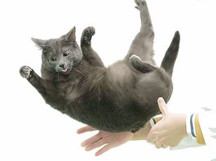 Japanese study reveals silver vine triggers stronger euphoria than catnip in cats.