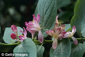 Japanese study reveals silver vine triggers stronger euphoria than catnip in cats.