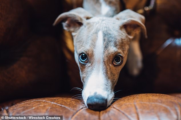 Whippet Registrations Surge 18% to Reach Top 10 UK Dog Breeds