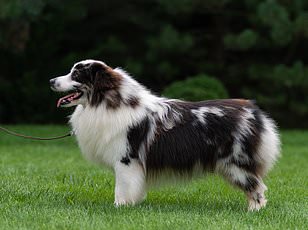 Whippet Registrations Surge 18% to Reach Top 10 UK Dog Breeds