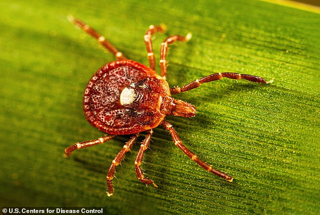 Powassan Virus Cases Surge in US Northeast During Worst Tick Season in Decades
