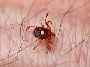 Powassan Virus Cases Surge in US Northeast During Worst Tick Season in Decades