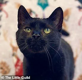 Adorable Black Cat's Surprising Reason for Being Surrendered