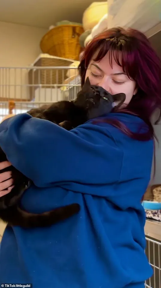 Adorable Black Cat's Surprising Reason for Being Surrendered