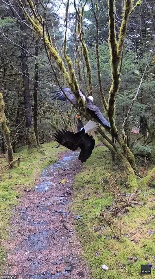 Hiker's Stunning Discovery of Tangled Bald Eagles in Kodiak, Alaska