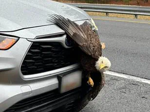 Hiker's Stunning Discovery of Tangled Bald Eagles in Kodiak, Alaska