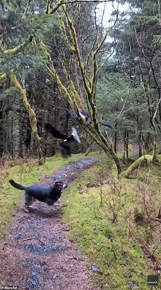 Hiker's Stunning Discovery of Tangled Bald Eagles in Kodiak, Alaska