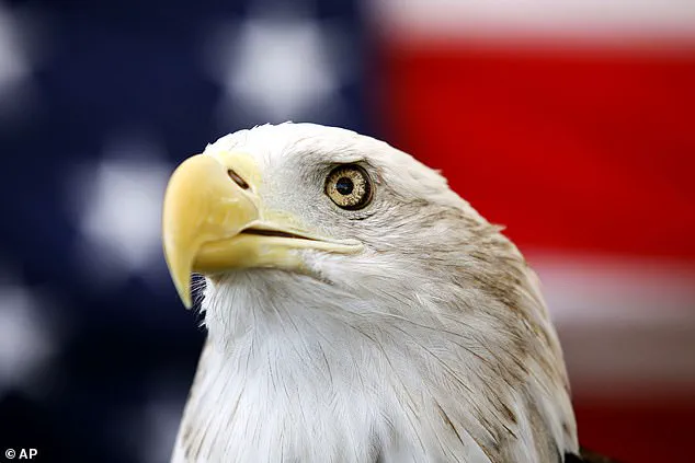 Incredible Video Capture Bald Eagles Tangled in Alaska