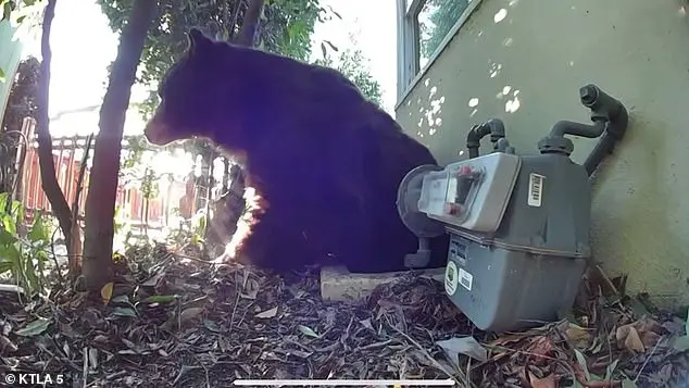 Los Angeles Man Finds 525-Pound Bear in His Crawl Space