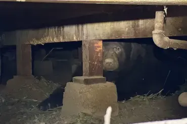 Los Angeles Man Finds 525-Pound Bear in His Home's Crawl Space