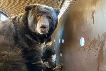 Los Angeles Man Finds 525-Pound Bear in His Home's Crawl Space