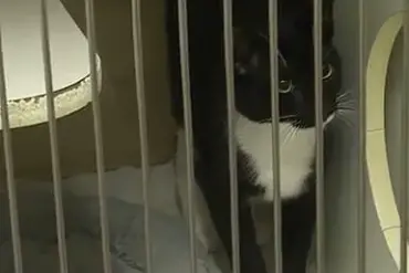Pastor in Arkansas Accused of Drowning Cats