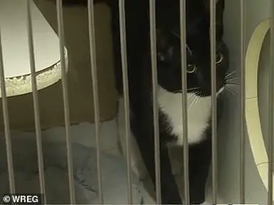 Pastor in Arkansas Accused of Drowning Cats